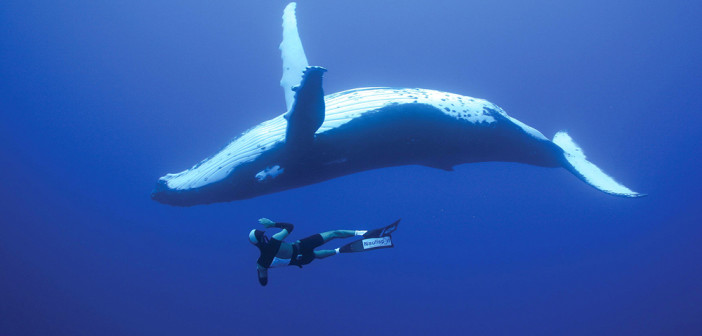 Whale-Diving-Dive-With-Whales-Tonga-2