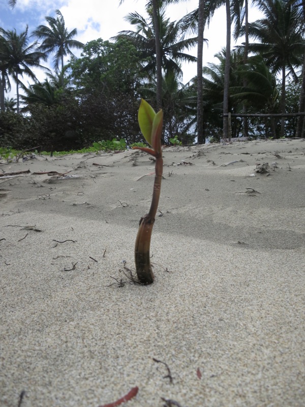 Young mangrove