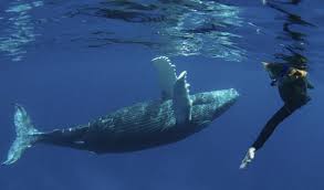 Humpback Whale Trips