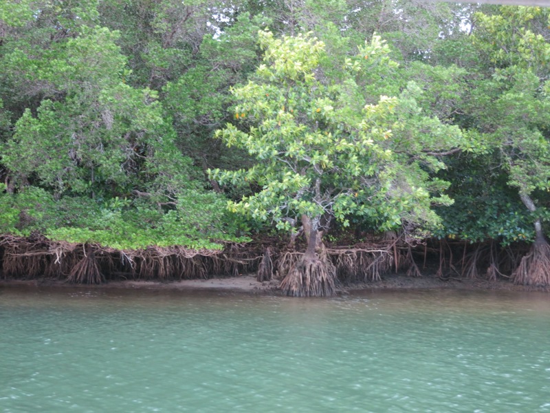 mangrove forest Fiji