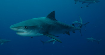 Ultimate Diving Adds a South Africa and Mozambique Trip For SOLO Divers tigershark1
