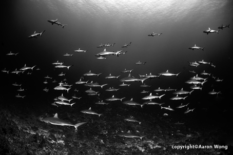 ©Aaron Wong - French Polynesia (1)