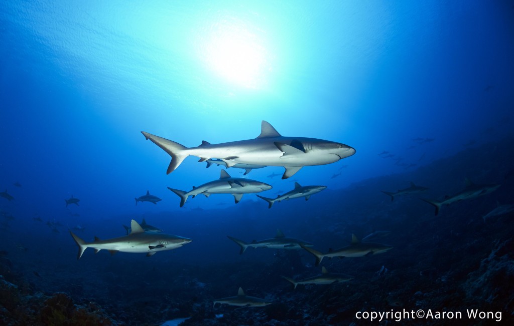 ©Aaron Wong - French Polynesia (3)