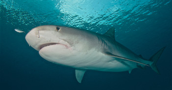 A large female tiger shark poses for a portrait shot. © Steve Rosenberg/ www.rosenbergebooks.com