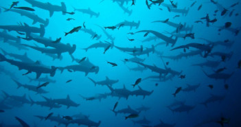 Ultimate Diving is Offering Great Savings on All Galapagos Liveaboards Galapagos Liveaboards with Ultimate Diving