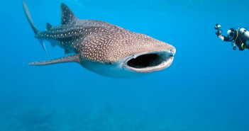 amazingadventurestravel-malpelo-1