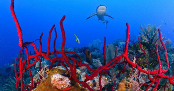 avalon-diving-cuba-michael