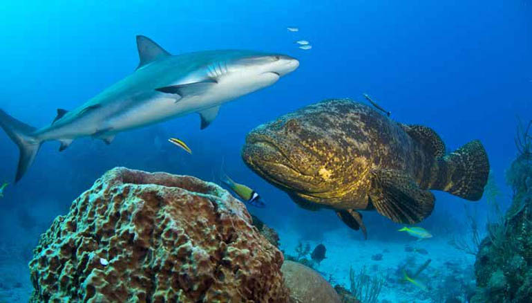 avalon-diving-cuba-michael