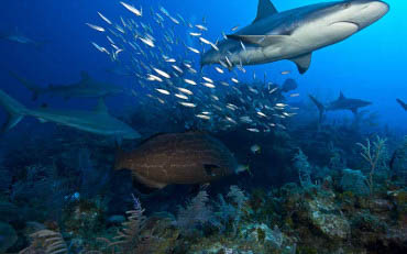 avalon-diving-cuba-michael