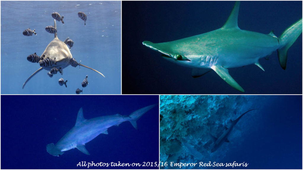 emperor-divers-red-sea-southern-sharks-1