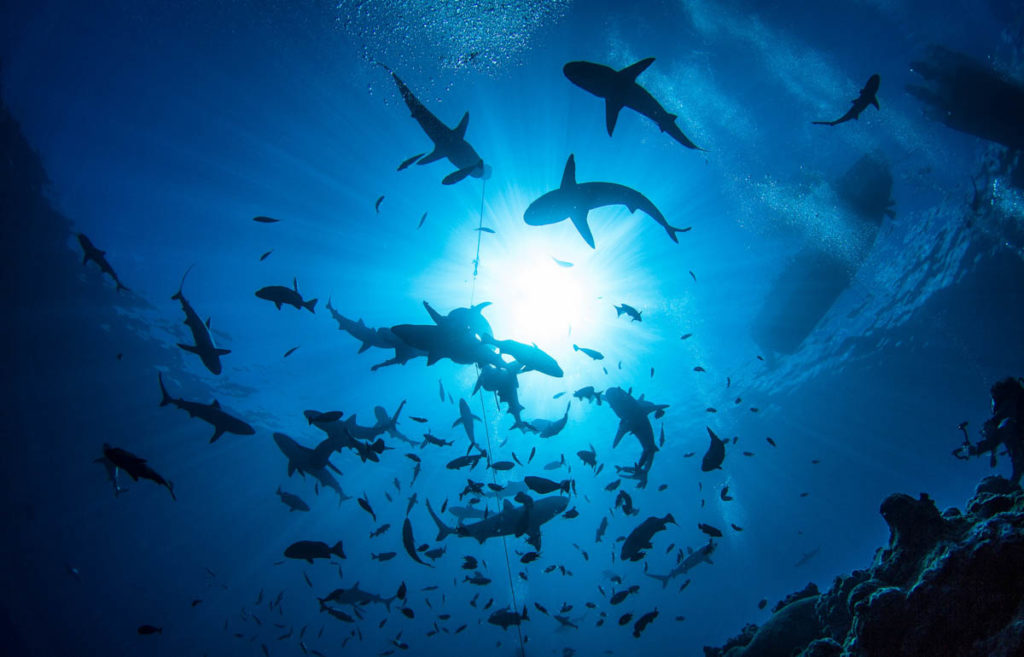 scuba-tours-worldwide-french-polynesia