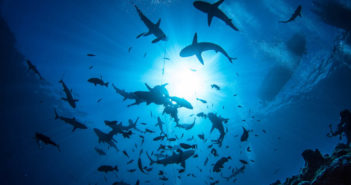The Tuamotu Archipelago – diving in paradise! scuba-tours-worldwide-french-polynesia