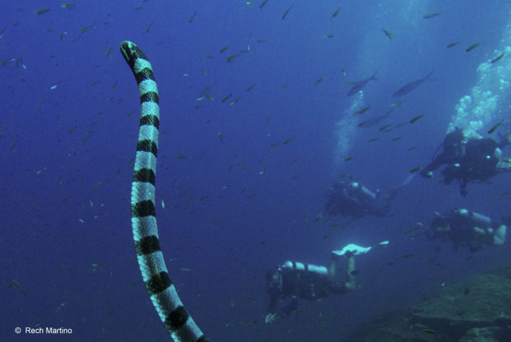 banded sea krait crop - koh bon