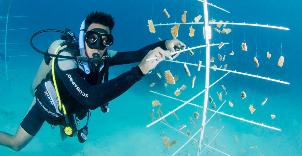 Ocean Frontiers has two young Caymanian students involved in its coral nursery project and one of them is Dimitri Myles shown here working on a coral tree.