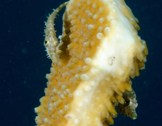 Another coral fragment that is attracting small fish. Photo courtesy Lois Hatcher