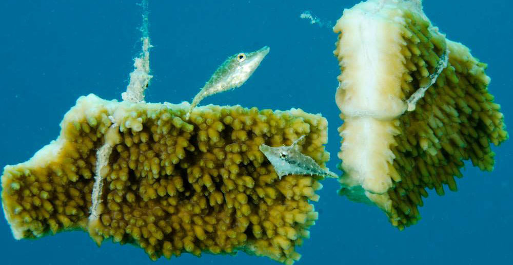 Coral fragments hanging on the trees in Ocean Frontiers' nursery appear to be thriving in their early days and already attracting sea life. Photo courtesy Lois Hatcher