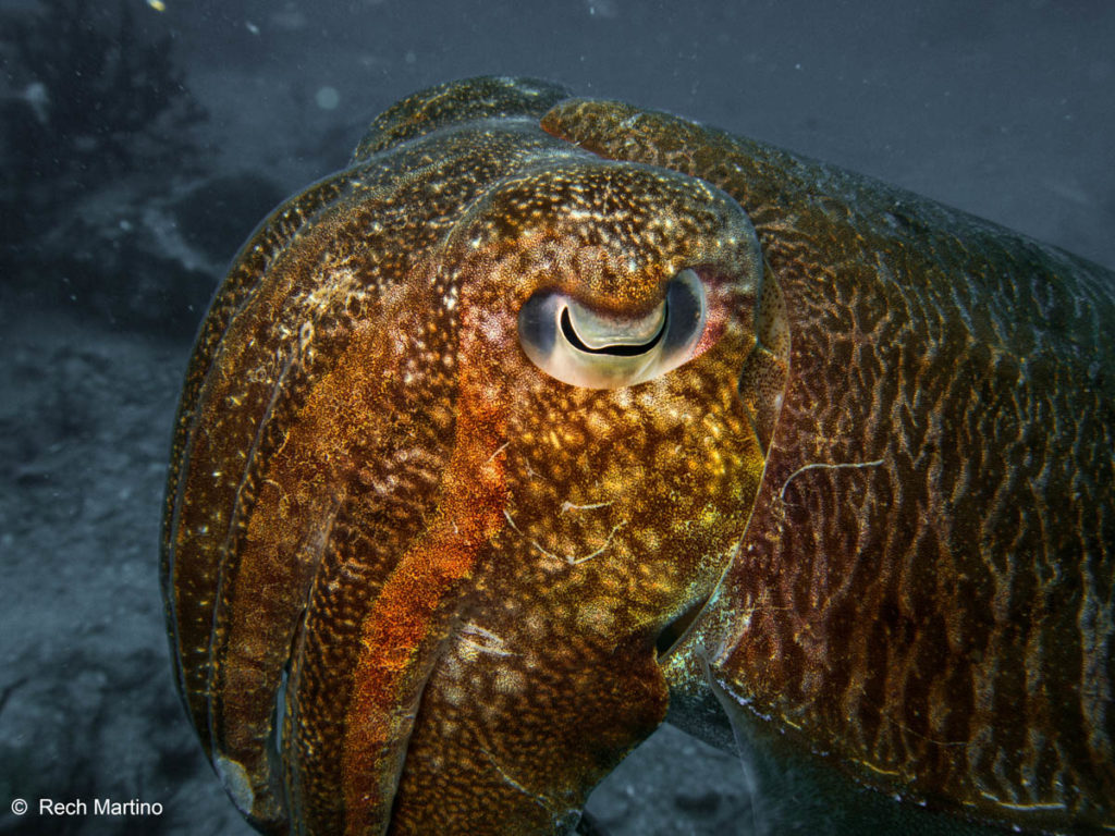 cuttlefish - shark point