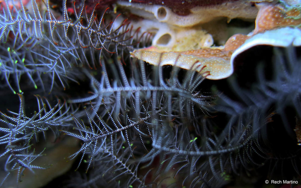 feather star on corals - similan