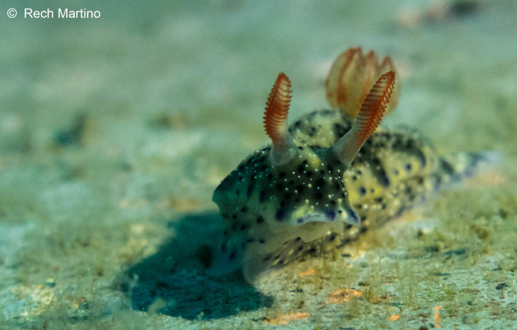 hypselodoris infucata close up - htms kledkaeo