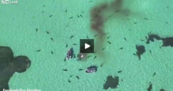 VIDEO – 70 Tiger Sharks Tear Apart Dead Whale In Australia Tiger Sharks