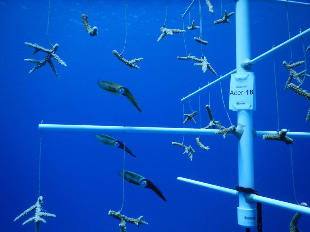 Curious squid checking out hanging coral fragments on the "tree" at Sunset House. Photo courtesy Sunset House.