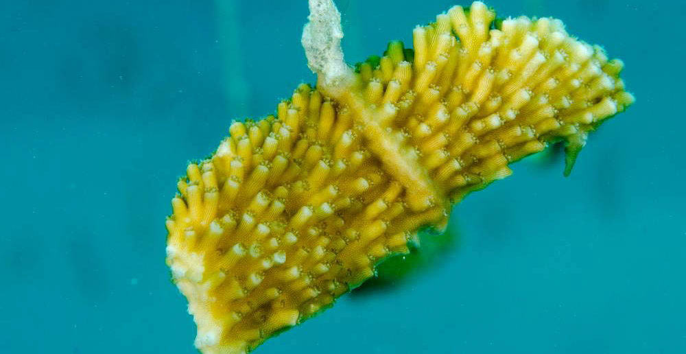 A hanging coral fragment is a Cayman coral garden. Photo courtesy Lois Hatcher, Ocean Frontiers.