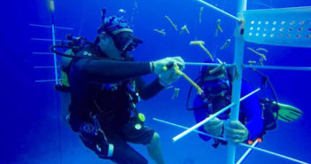 Divers attaching coral fragments to a PVC pipe "tree" in the shallow water near Divetech. It is hoped the fragments stay healthy and grow so that they can be out planted into areas of surrounding reefs that need it. Photo courtesy Divetech