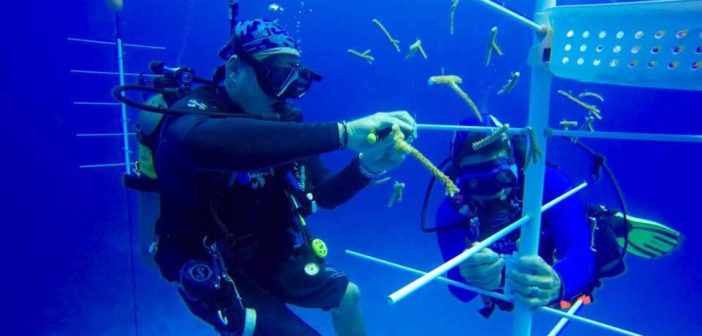 Divers attaching coral fragments to a PVC pipe "tree" in the shallow water near Divetech. It is hoped the fragments stay healthy and grow so that they can be out planted into areas of surrounding reefs that need it. Photo courtesy Divetech