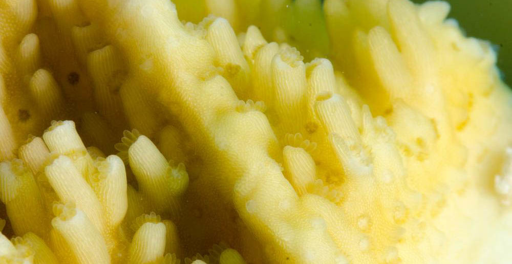 Coral polyps are growing on the coral fragments encouraging conservationists tending the underwater gardens. Photo courtesy Lois Hatcher, Ocean Frontiers