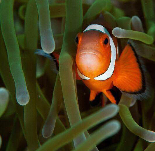 conservation-coral-cay-chantelle-wyatt