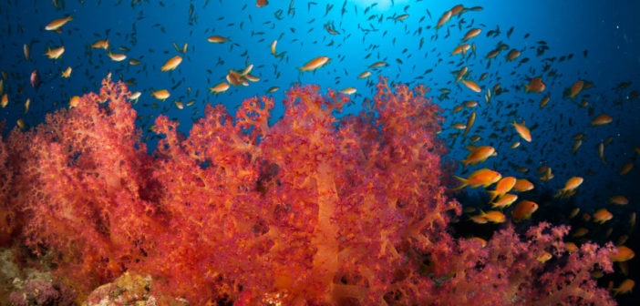 stock-photo-scubastockimages-1
