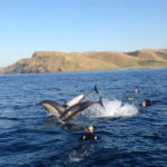 aquatastic-sardine-run-08-07-16