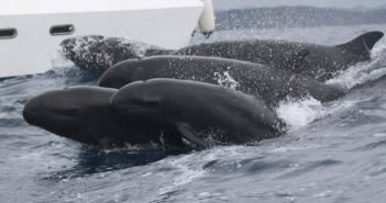 false-killer-whales-project-jonah-1