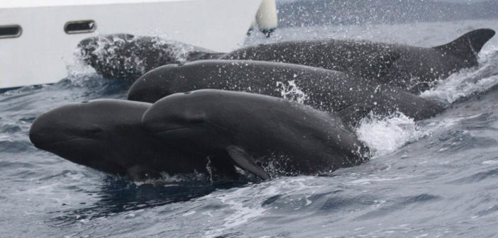 false-killer-whales-project-jonah-1
