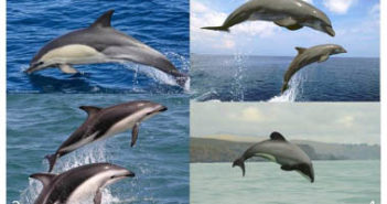 Maui Dolphins