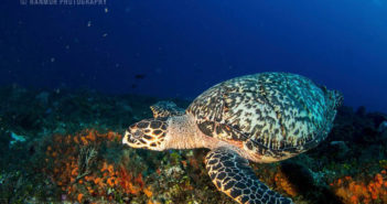 Cozumel with Aqua Spirit Dive Expeditions aquaspirit-cozumel-04-08-16