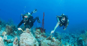 Volunteer divers scrub algae off the fragile reattached coral fragments to give them a better chance to attract new life during the upcoming coral spawning event. Photos courtesy Lois Hatcher
