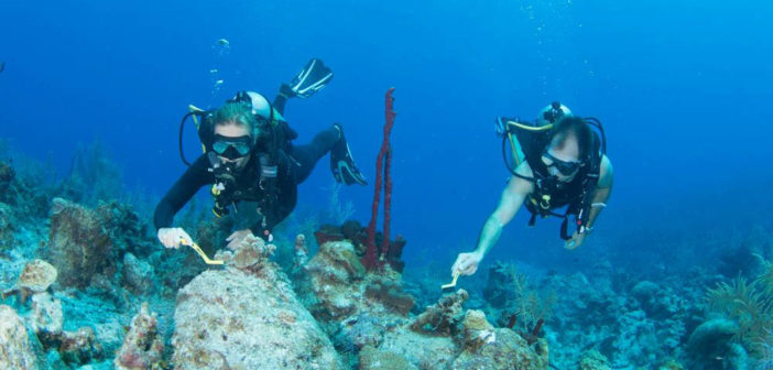 Volunteer divers scrub algae off the fragile reattached coral fragments to give them a better chance to attract new life during the upcoming coral spawning event. Photos courtesy Lois Hatcher