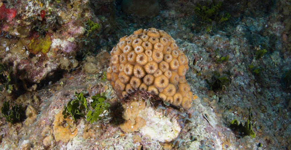 Coral fragments reattached to the sea floor are growing and doing well according to Lois Hatcher. Maintenance work includes removing algae growing on them to make sure they remain healthy and able to reproduce during the upcoming coral spawning event.