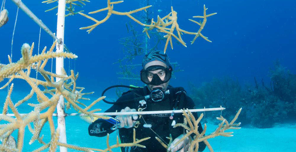 Two coral trees with hundreds of growing fragments are still at the restoration site. These fragments must be out-planted in surrounding reef. Photo courtesy Lois Hatcher