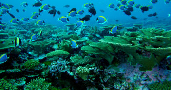 Adventures in Diving – Maldivian Style ruth-franklin-27-08-16