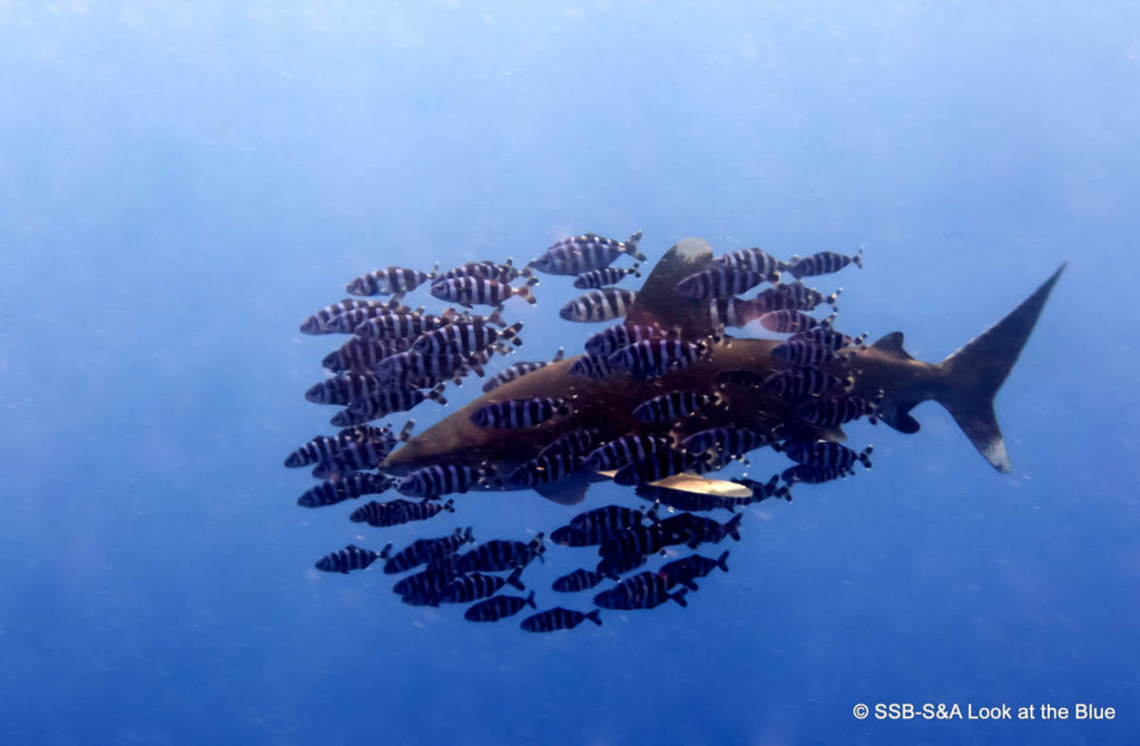 emperor-divers-red-sea-02-09-16