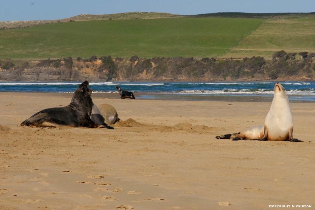 seals-sea-lions-new-zealand-18-09-16-1