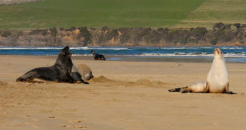 seals-sea-lions-new-zealand-18-09-16-1