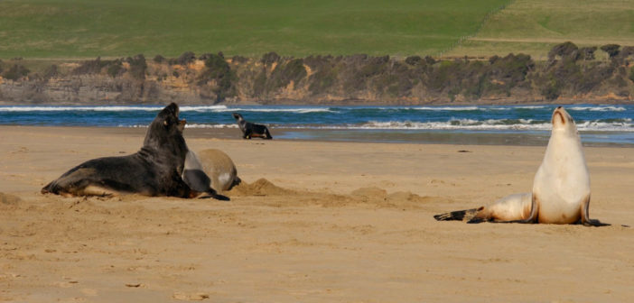 seals-sea-lions-new-zealand-18-09-16-1