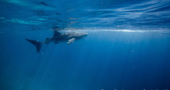 The Gentle Giant – Ungentled img_1328-p_sn-702x336