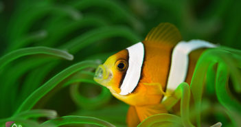 Nemo: Shy/Stormy split personality! Clownfish