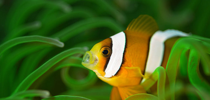 Clownfish