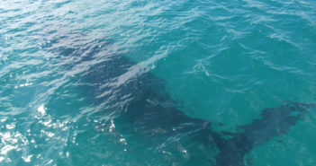Interactive Conservation: New Zealand ineractive-conservation