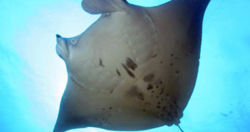 Manta Behaviour … where do they go? troy-the-manta